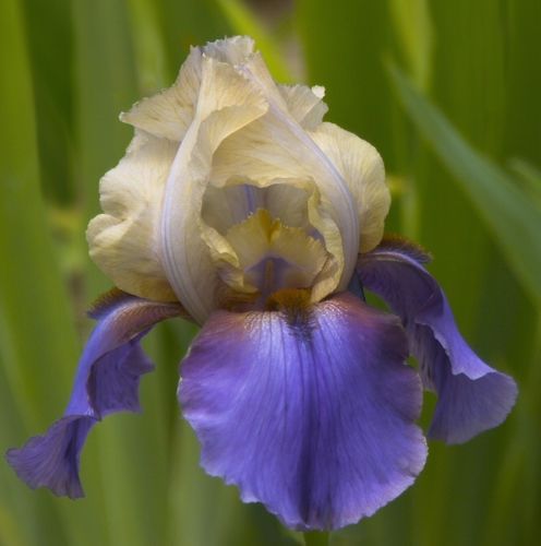 Kod:Irs26 Tall bearded Iris germanica Mocambo (sağlıklı 1adet rizom)