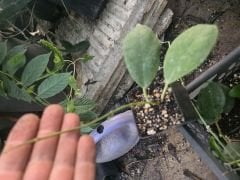 Hoya incrassata -  Kokulu mum çiçeği  10-20 cm boyda mini saksıda köklü.Güçlü sürgünlü (kod:new39c)