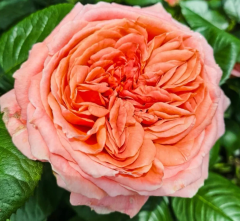 Kod:g11 myrat rose, yoğun kokulu somon renk gül (büyük boy)