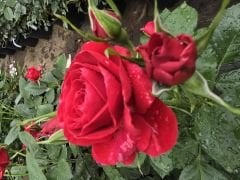 Kod:g10 Sentini rose, az kokulu kırmızı gül (büyük boy)