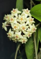 Hoya limonica -  Kokulu mum çiçeği 10-20 cm boyda mini saksıda köklü.Güçlü sürgünlü (kod:new40c) özel bir tür olduğu için pahalı