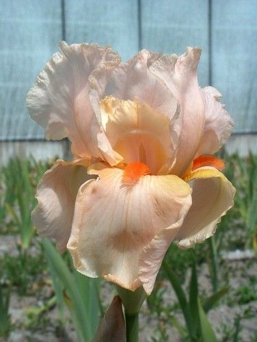 Kod:Irs28 Tall bearded Iris germanica Party Dress (sağlıklı 1adet rizom)