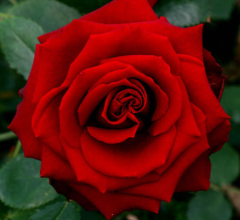 Kod:g10 Sentini rose, kokulu kırmızı gül (büyük boy)