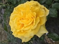 Kod:G09 Thomes rose, yoğun kokulu sarı gül (büyük  boy)