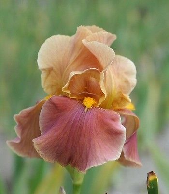 Kod:Irs29  Tall bearded Iris germanica Penny Lover (sağlıklı 1adet rizom)