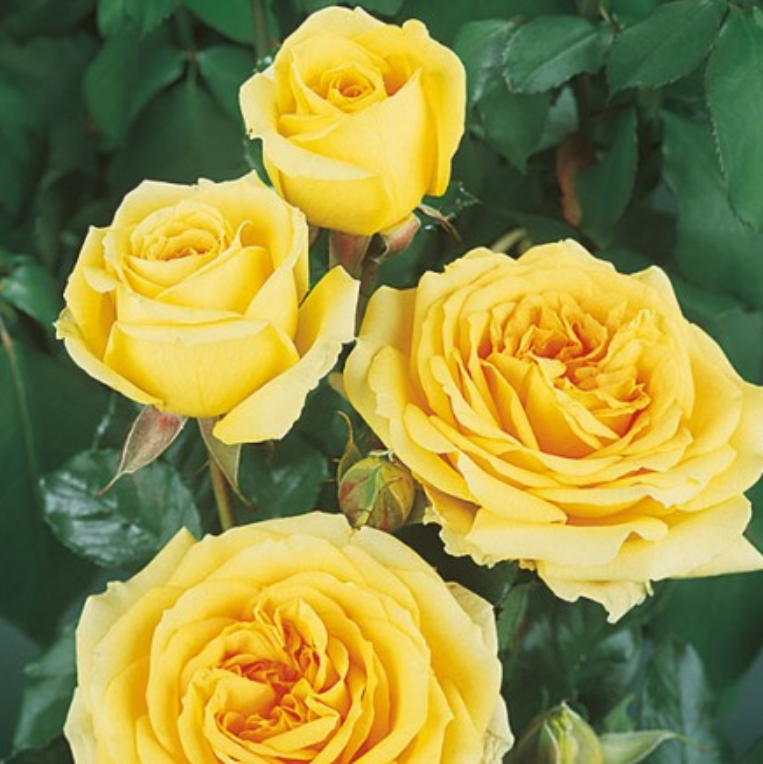 Kod:G09 Thomes rose, yoğun kokulu sarı gül (büyük  boy)