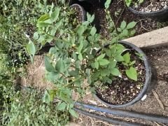 Kod:g08 Orient sarabi, yoğun kokulu mor gül (büyük boy)