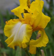 Kod:Irs30  Tall bearded Iris germanica Radiant Apogee (sağlıklı 1adet rizom)