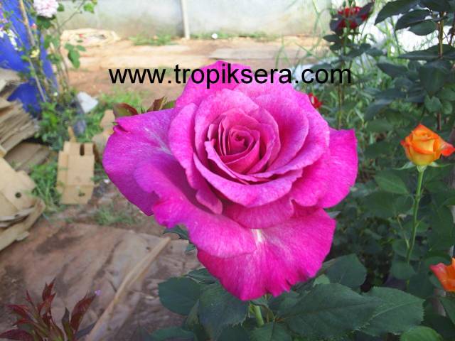 Kod:g08 Orient sarabi, yoğun kokulu mor gül (büyük boy)