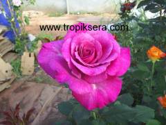 Kod:g08 Orient sarabi, yoğun kokulu mor gül (büyük boy)