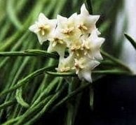 Hoya linearis -  Kokulu mum çiçeği  30-50 cm boyda mini saksıda köklü.Güçlü sürgünlü (kod:new43c)