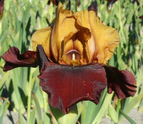 Kod:Irs31 Tall bearded Iris germanica Shower Hardy (sağlıklı 1adet rizom)
