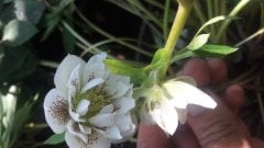 kod;Hel02  Helleborus double white (çiçek açacak sağlıklı 1adet canlı ve yapraklı rizom)