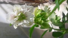 kod;Hel02  Helleborus double white (çiçek açacak sağlıklı 1adet canlı ve yapraklı rizom)