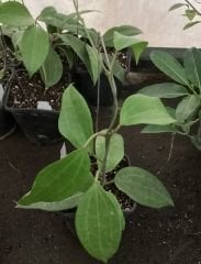 Hoya latifolia -  Kokulu mum çiçeği 20-40 cm boyda mini saksıda köklü.Güçlü sürgünlü (kod:new44c)