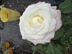 Kod:g05 Sally rose, Kokulu açık pembe (büyük  boy)