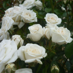 Kod:g05 Sally rose, Kokulu açık pembe (büyük  boy)