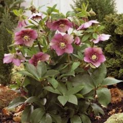 kod;Hel04  Helleborus orientalis hybridus Pink Tutu (çiçek açacak sağlıklı 1adet canlı ve yapraklı rizom)