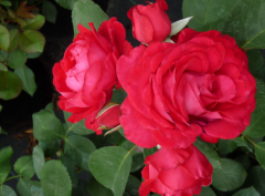 Kod:g04 Tarantino rose, kokulu kırmızı gül (büyük boy)