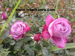 Kod:G03  Blue grafin rose - Yoğun kokulu koyu lila (büyük boy)