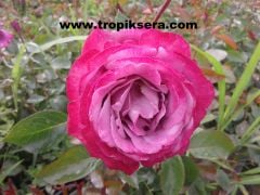 Kod:G03  Blue grafin rose - Yoğun kokulu koyu lila (büyük boy)