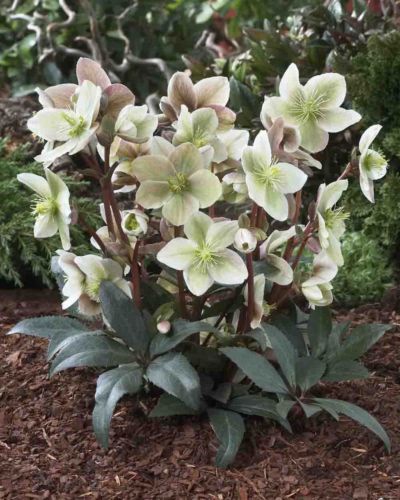 kod;Hel05  Helleborus orientalis hybridus Winter Sunshine (çiçek açacak sağlıklı 1adet canlı ve yapraklı rizom) Şu anda çiçekli