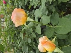 Kod:g02 Aden rose, Yoğun kokulu kayısı renkli gül (büyük boy)