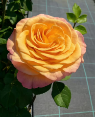 Kod:g02 Aden rose, Yoğun kokulu kayısı renkli gül (büyük boy)