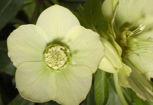 kod;Hel06  Helleborus orientalis hybridus YELLOW (çiçek açacak sağlıklı 1adet canlı ve yapraklı rizom)