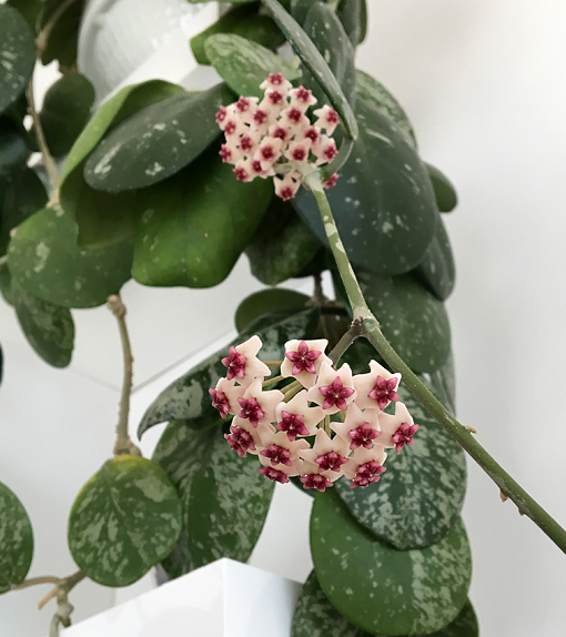 hoya obovata splash -  Kokulu mum çiçeği 10-20 cm boyda mini saksıda köklü.Güçlü sürgünlü (kod:new49c)