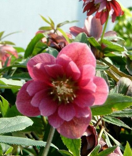 kod;Hel07  Helleborus orientalis hybridus DOUBLE RED (çiçek açacak sağlıklı 1adet canlı ve yapraklı rizom)