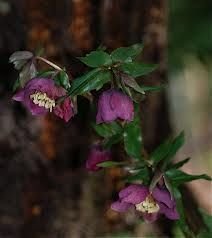 kod;Hel07  Helleborus orientalis hybridus DOUBLE RED (çiçek açacak sağlıklı 1adet canlı ve yapraklı rizom)