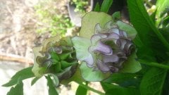 kod;Hel08  Helleborus orientalis hybridus DOUBLE PINK (çiçek açacak sağlıklı 1adet canlı ve yapraklı rizom)