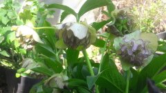 kod;Hel08  Helleborus orientalis hybridus DOUBLE PINK (çiçek açacak sağlıklı 1adet canlı ve yapraklı rizom)