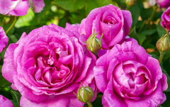 Kod:g01 Carsten rose, Yoğun kokulu pembe/mor gül (büyük boy)