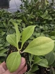 Hoya pachyclada white corona -  Kokulu mum çiçeği 10-20 cm boyda mini saksıda köklü.Güçlü sürgünlü çelik (kod:new53c)