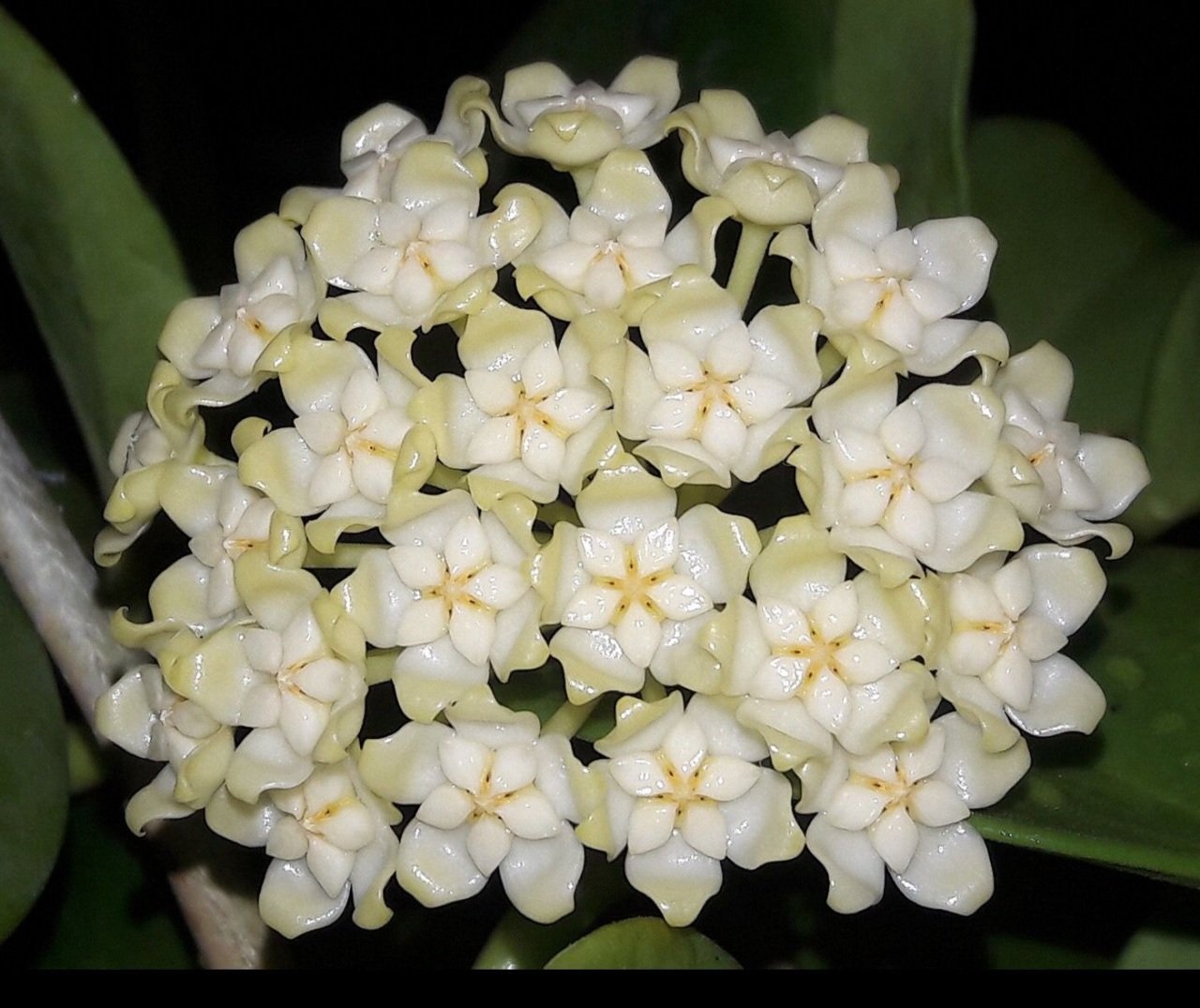 Hoya pachyclada white corona -  Kokulu mum çiçeği 10-20 cm boyda mini saksıda köklü.Güçlü sürgünlü çelik (kod:new53c)