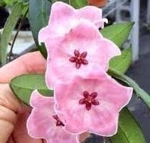 Hoya patella -  Kokulu mum çiçeği  10-20 cm boyda mini saksıda köklü.Güçlü sürgünlü (kod:new56c)