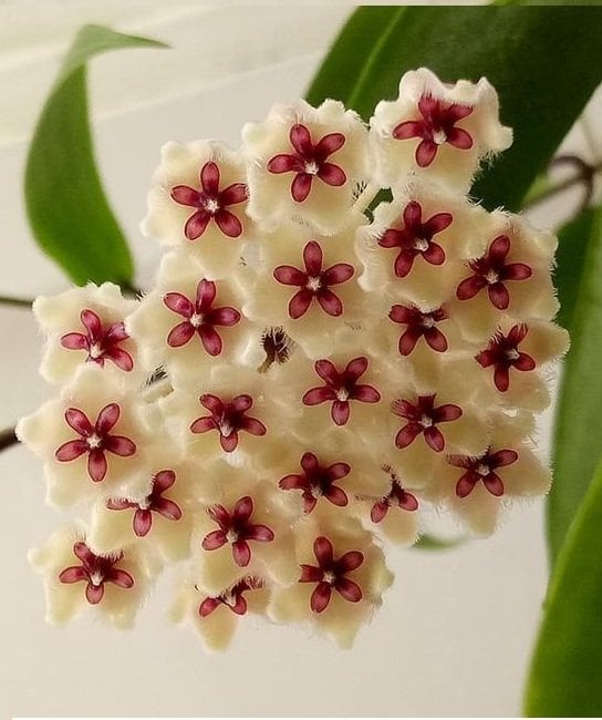 Hoya phuwuaensis - mum çiçeği 10-20 cm boyda mini saksıda köklü.Güçlü sürgünlü (kod:new58c)