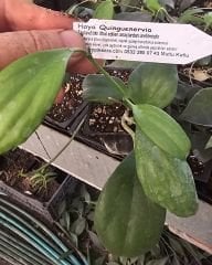 Hoya quinquenervia -  Kokulu mum çiçeği 10-20 cm boyda mini saksıda köklü.Güçlü sürgünlük (kod:new59c)