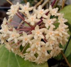 Hoya quinquenervia -  Kokulu mum çiçeği 10-20 cm boyda mini saksıda köklü.Güçlü sürgünlük (kod:new59c)