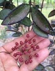 Hoya rosita -  Kokulu mum çiçeği 10-20 cm boyda mini saksıda köklü.Güçlü sürgünlü (kod:new61c)