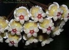 Hoya sp perak -  Kokulu mum çiçeği 10-20 cm boyda mini saksıda köklü.Güçlü sürgünlü (kod:new63c)