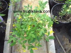Kod:y10 Kokulu Sarı Yasemin, Jasminum Revolutum (3-4 yaş, 80-100 cm boyda)