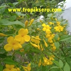 Kod:y10 Kokulu Sarı Yasemin, Jasminum Revolutum (3-4 yaş, 80-100 cm boyda)