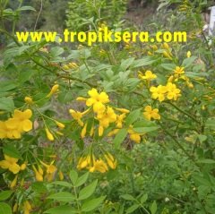 Kod:y10 Kokulu Sarı Yasemin, Jasminum Revolutum (3-4 yaş, 80-100 cm boyda)