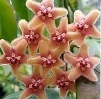 Hoya subcalva -  Kokulu mum çiçeği  10-20 cm boyda mini saksıda köklü.Güçlü sürgünlü (kod:new64c)