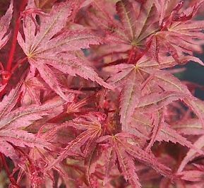 kod:acr02 Acer palmatum ''Phoenix'' Japanese Maple (canlı ve sağlıklı bitki) 200 cm boyda