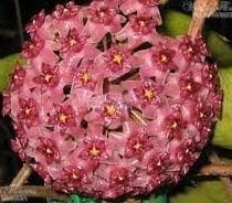 Hoya tomataensis -  Kokulu mum çiçeği 10-20 cm boyda mini saksıda köklü.Güçlü sürgünlü çelik (kod:new67c)