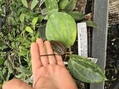 Hoya sp Sulawesi GPS 8867 -  Kokulu mum çiçeği, resimde görülen 1 adet, mini saksıda, Güçlü sürgünlü (kod:new73c) 1 ci resimdeki.
